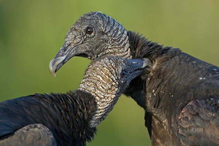 Rabengeier Coragyps atratus Black Vulture